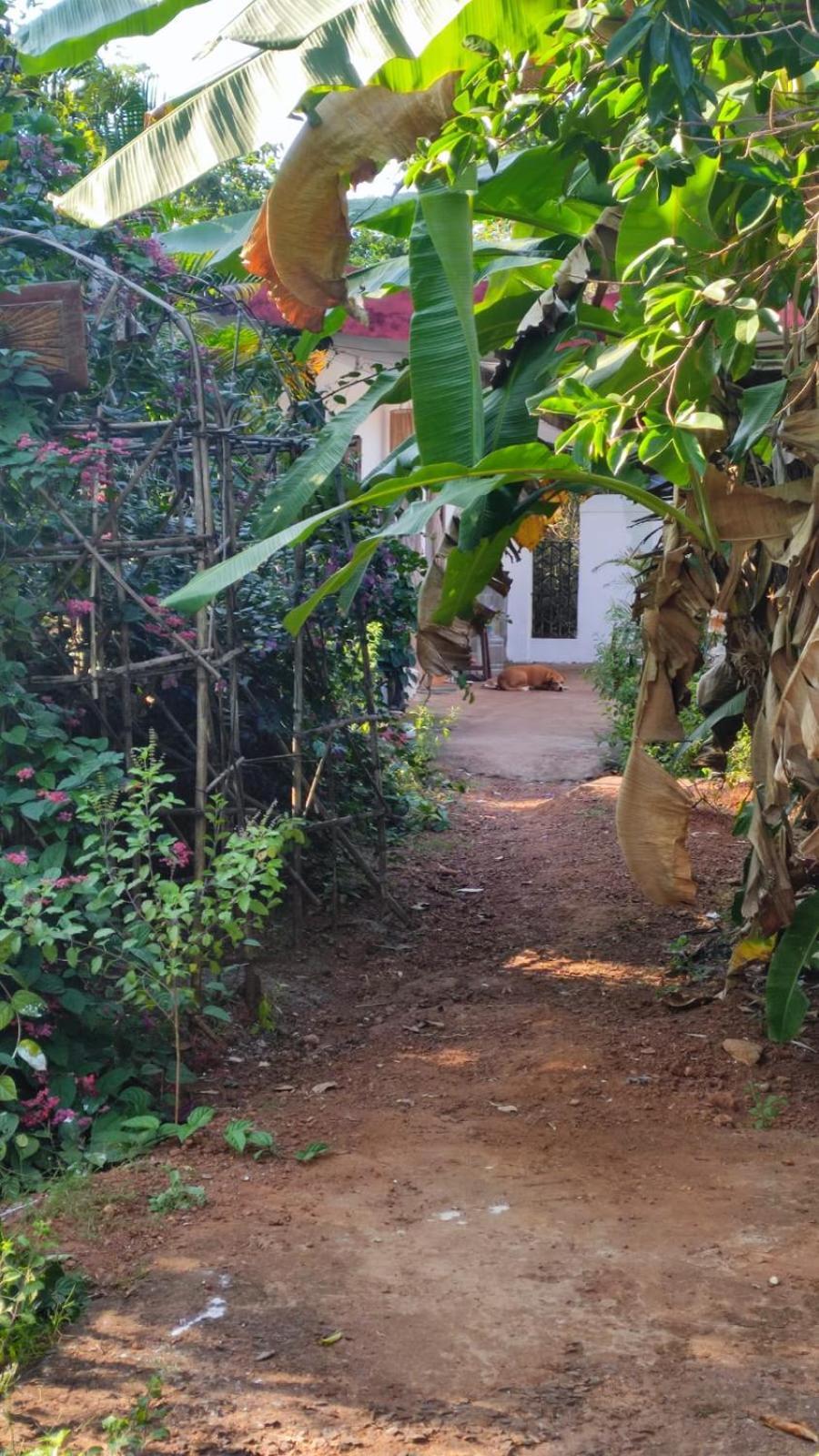 Hill View Guest House Anjuna Exterior photo